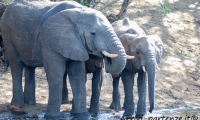 Elefanti, Tanzania