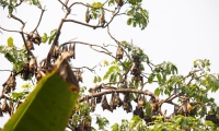 Pipistrelli al villaggio, Togo