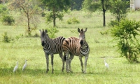 Zebra, Togo