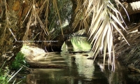 Irrigazione nelle palmeraie, Tozeur