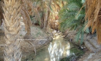 Irrigazione nelle palmeraie, Tozeur