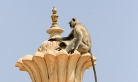 Presso il City Palace, Udaipur