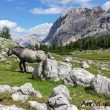 Percorso Capanna Alpina - rifugio Fanes, Val Badia