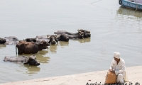 Bufali nelle acque del Gange a Varanasi, Uttar Pradesh, India