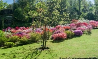 Fiori all'interno del Giardino botanico di Villa Taranto, Verbania