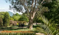 Piante all'interno del Giardino botanico di Villa Taranto, Verbania