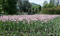 Tulipani all'interno del Giardino botanico di Villa Taranto, Verbania