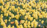 Tulipani gialli all'interno del Giardino botanico di Villa Taranto, Verbania