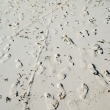 Impronte in spiaggia presso il Dongwe club, Zanzibar