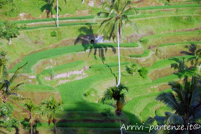 Terrazze di riso a Tegallalang sull'isola di Bali, Indonesia